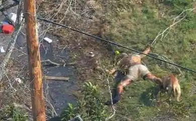 图文:狗啃食卡特里娜飓风遇难者的遗体