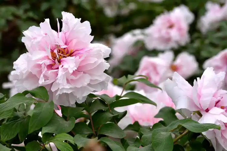 白牡丹花图片花朵花牡丹花白牡丹花