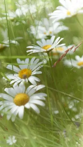 小清新养眼的雏菊胜景,图片大全,高清,图库-回车桌面