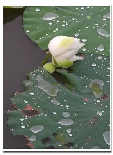 【白荷花摄影图片】湿地生态摄影_奇儿r伟的摄影博客15552590_太平洋