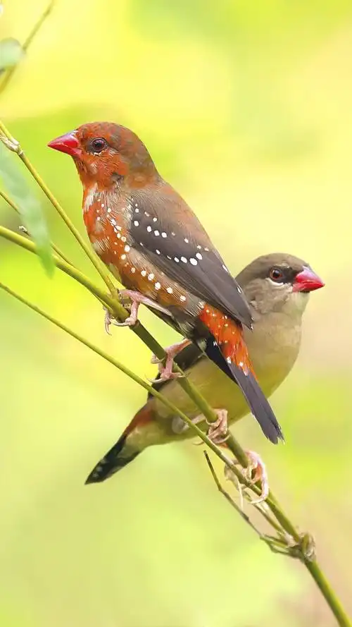红梅花雀,高清图片,手机锁屏桌面-壁纸族