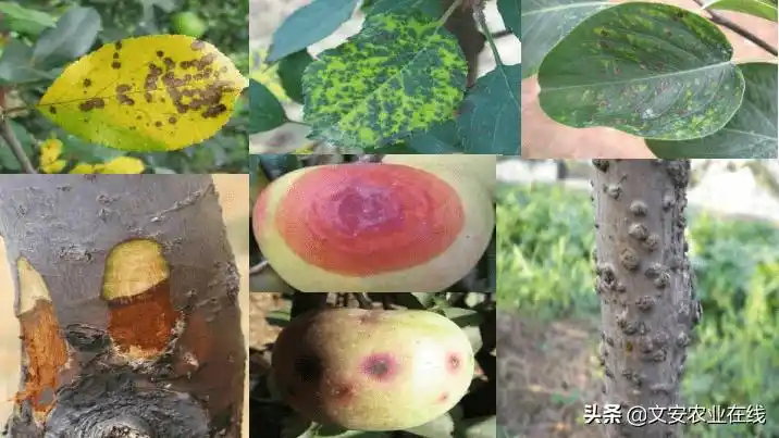 河北省果树病虫害发生与防控