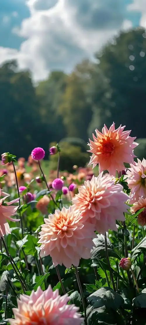 唯美鲜花手机壁纸全面屏适用高清原图