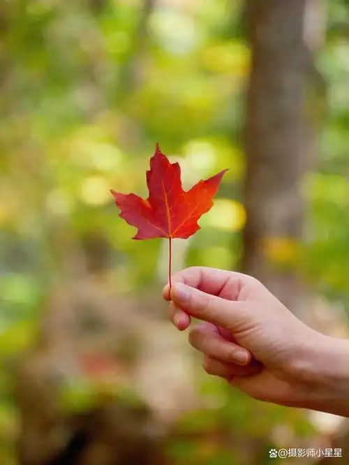 提供尺寸对比:手可以提供秋叶的尺寸对比,使观众能够更好地了解秋叶