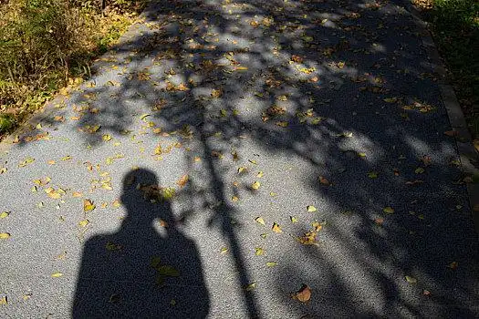 枯叶,叶子,凋零,枯萎,秋天,枯黄,飘落,树叶,掉落,路,影子,公路,马路