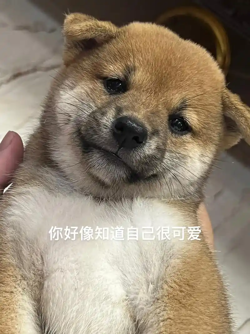 #柴犬 #萌宠 #柴柴日常 #可爱到爆炸💥 #东莞 柴宝 - 抖音