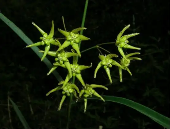 徐长卿的功效与作用