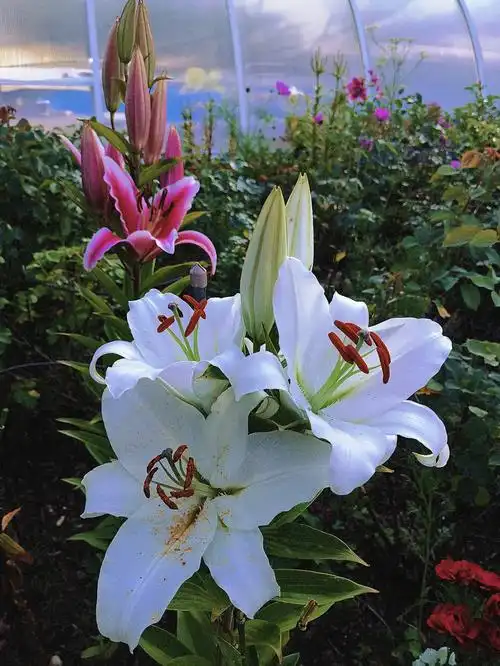 花园里的香水百合