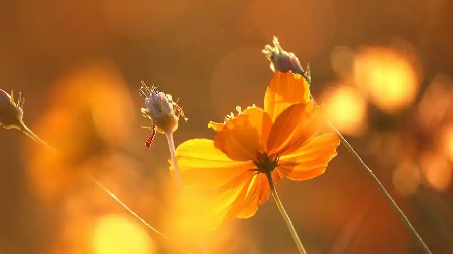 清新唯美意境花卉桌面壁纸