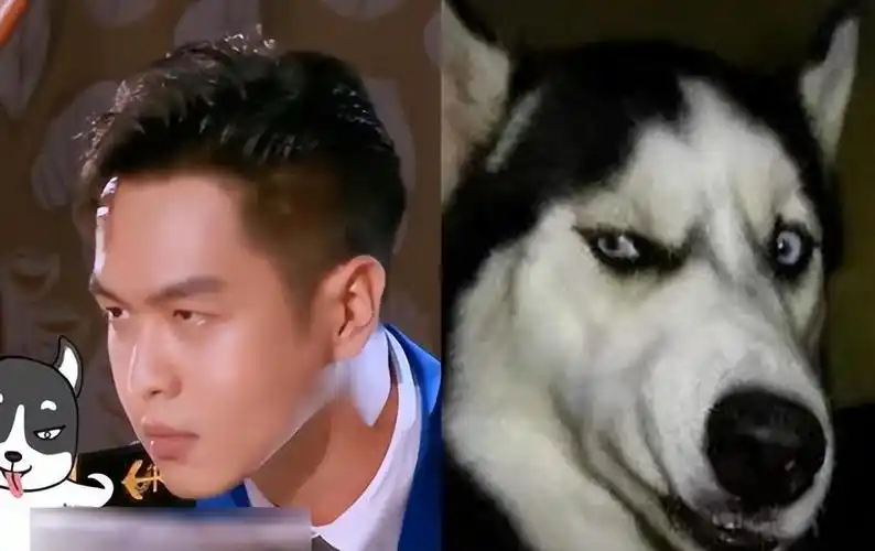 2,张若昀-哈士奇