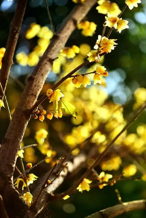 腊梅花盛开梅花香自苦寒来