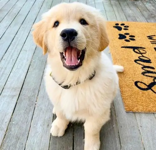 可爱金毛寻回犬的日常