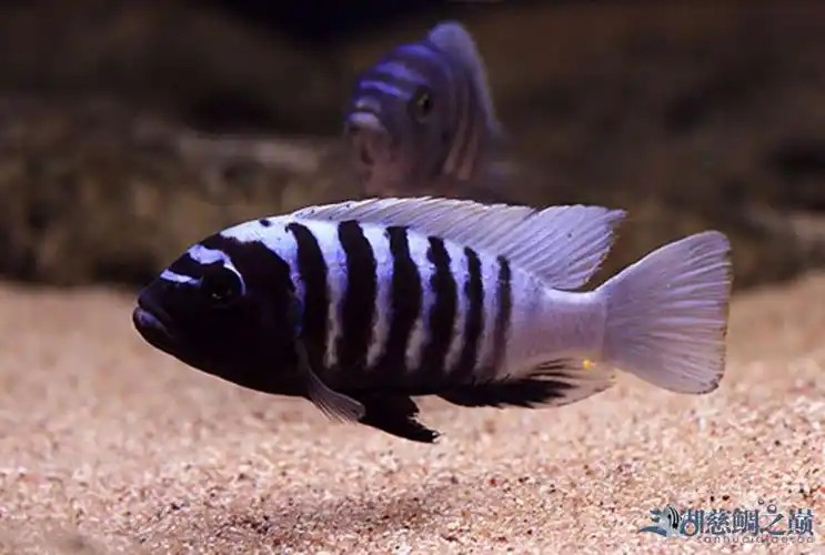 三湖慈鲷之百变岩栖