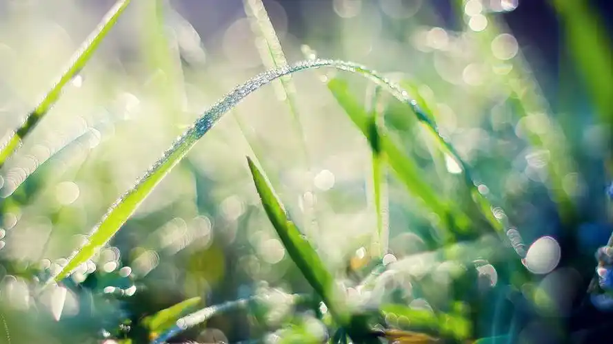 夏天小清新植物,高清图片,植物壁纸-回车桌面