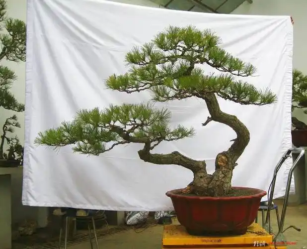 今天复整换盆的大型双杆黑松 - 苍松虬柏 - 盆景乐园 - 中国最专业,最