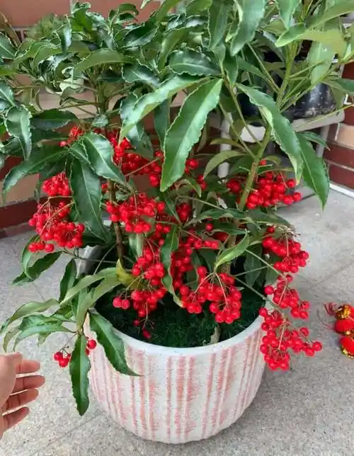 八种"旺财花",一晒就黄叶,半阴地反而长得旺