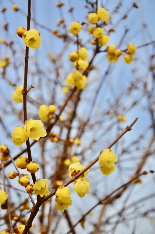 在二河认识的树木 - 美篇