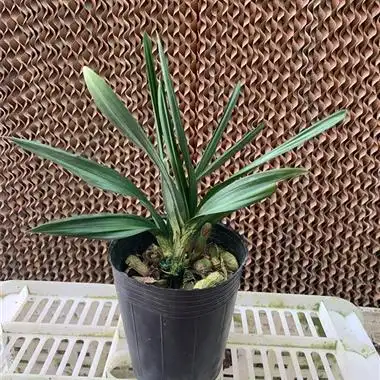 墨兰黑珍珠 - 中国兰花交易网