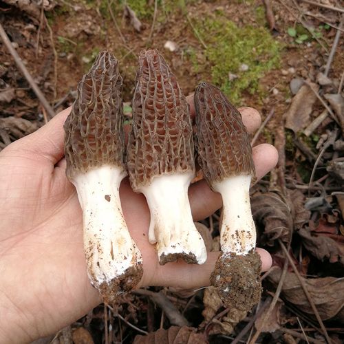 羊肚菌菇蘑菇肉厚香味味浓煲汤自产湖北十堰香菇类