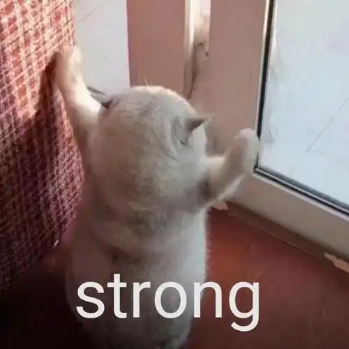 strong强壮strong强壮表情