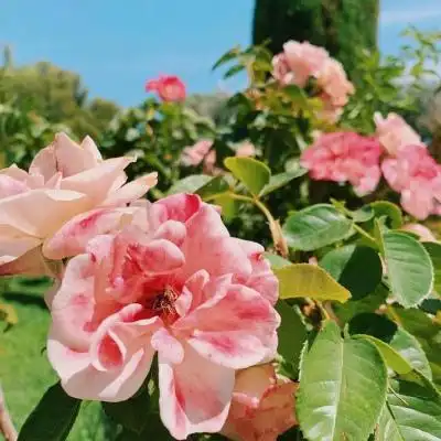 风景花草微信头像_第6页_qq头像_我要个性网