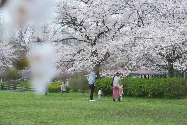 樱花季公园随手拍canon微单春天的意境