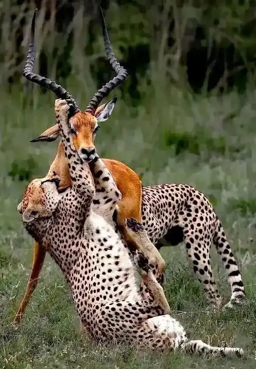 砚外之艺动物世界地球生灵无水印图片震撼合辑