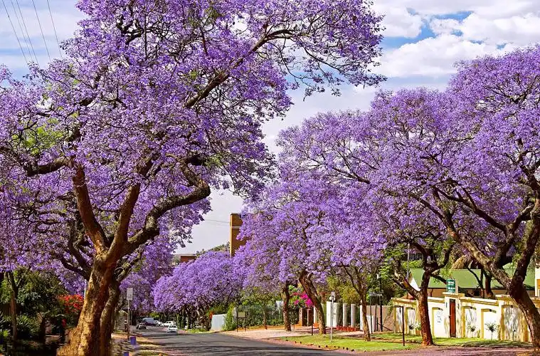 满树紫色漏斗型花冠,形成圆锥花序,顶生于枝头,花期5一一6月,盛花期的