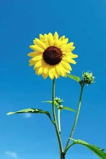 愿以一朵花的姿态行走世间,看得清世间繁杂却不在心中留下痕迹,花开成