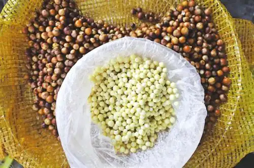 时令美食鸡头米悄然上市 每斤售价90至100元