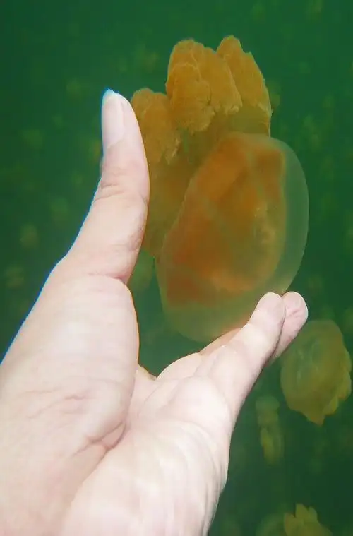 这里的无毒水母对人类毫无伤害.水母喜欢游到水面寻找阳光.