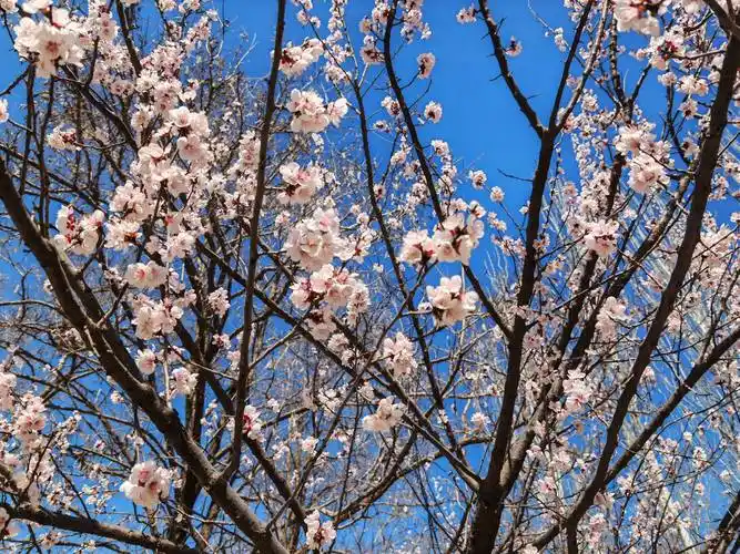 春日暖阳鲜花盛开美景如诗