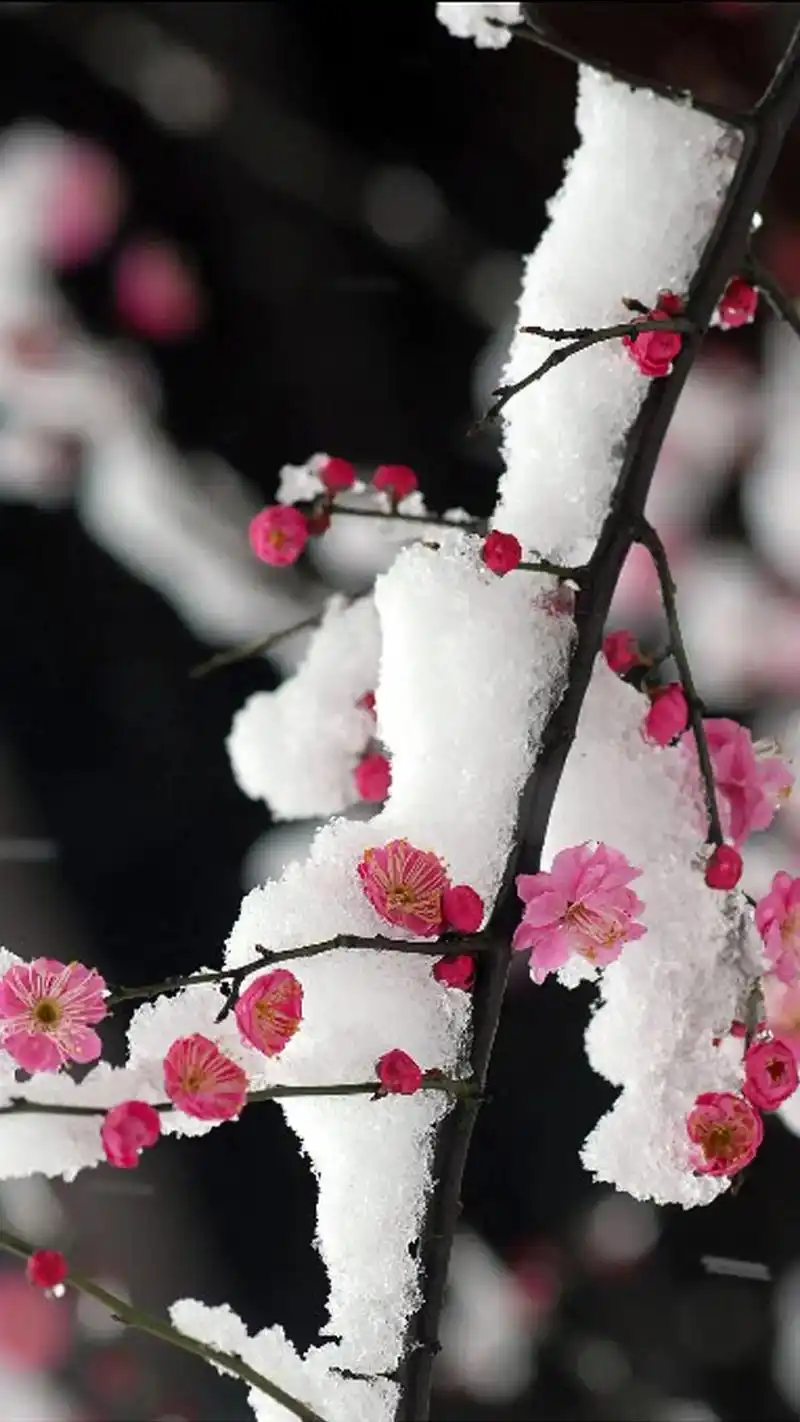 梅花爱雪雪不知 开在雪中做情痴 芳心碎落三千瓣 片片香魂皆成 - 抖音