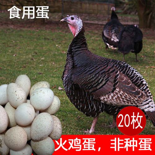 生鲜火鸡蛋食用初生蛋非种蛋发顺丰