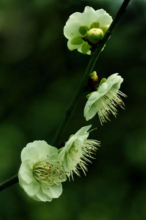 绿萼梅的功效与作用