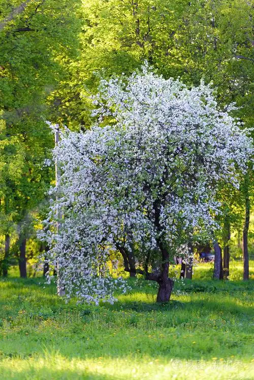 苹果的树花