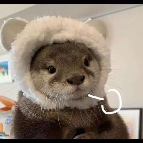 搞笑动物大乱斗!表情包大公开