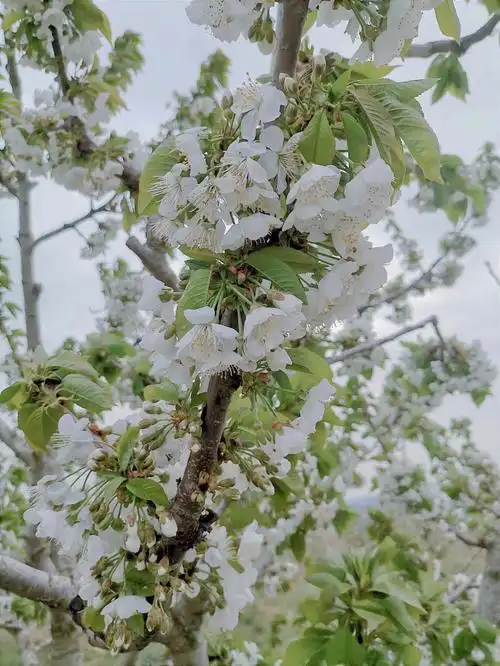 家里的樱桃树开花啦