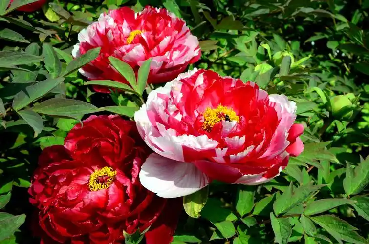 花中之王《牡丹》