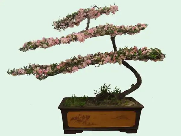 海棠盆景图片