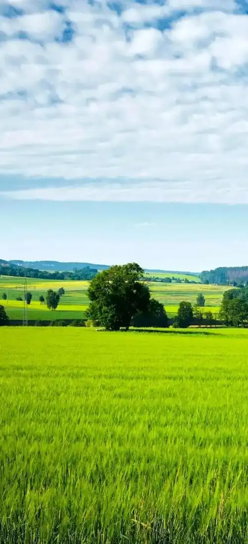 壁纸推荐绿色护眼绿意盎然清新唯美高清无水印