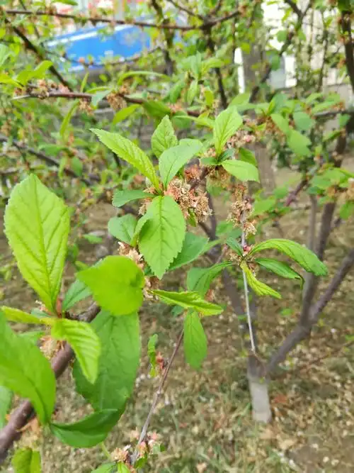 其它 花开四季,万紫千红爬山虎 它有三个特点: 一是叶子的颜色绿的