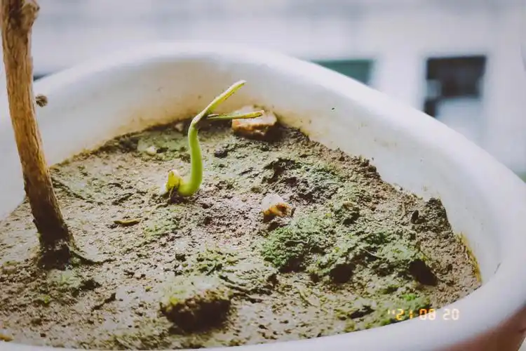 无意发现掉在地上的西瓜籽发芽了