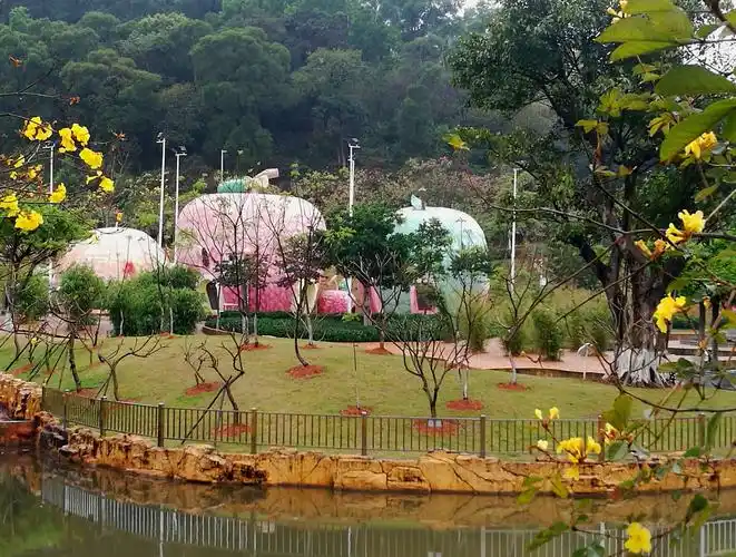 禾雀花,黄风铃盛开(番禺儿童公园)