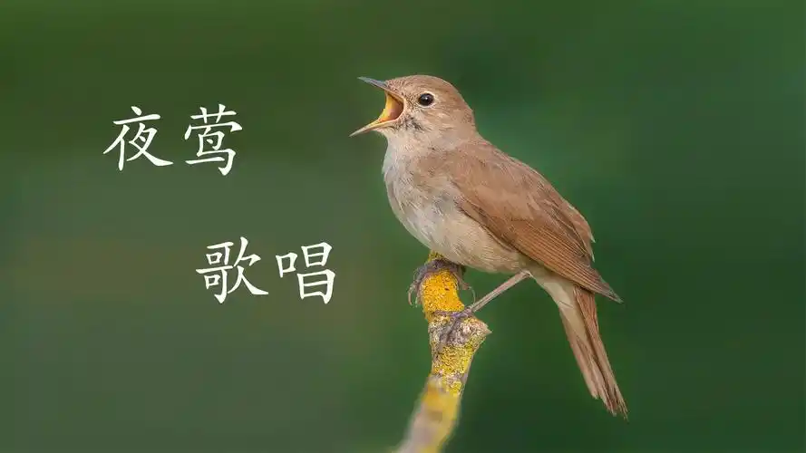 实拍夜莺鸟叫声,声音婉转悦耳,太好听了!-动物视频-搜狐视频
