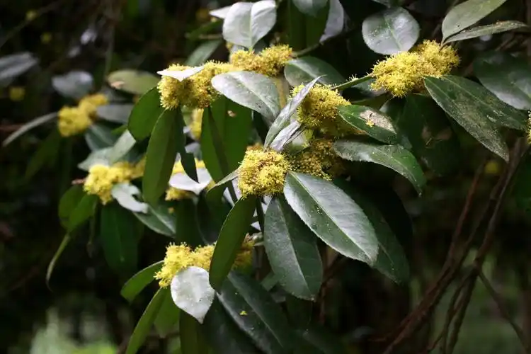 大叶冬青冬青科冬青属