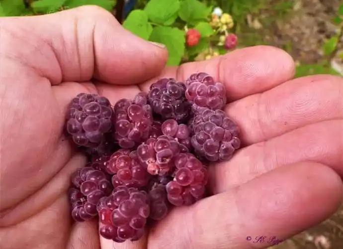 惊艳的紫色树莓glencoe - 哔哩哔哩