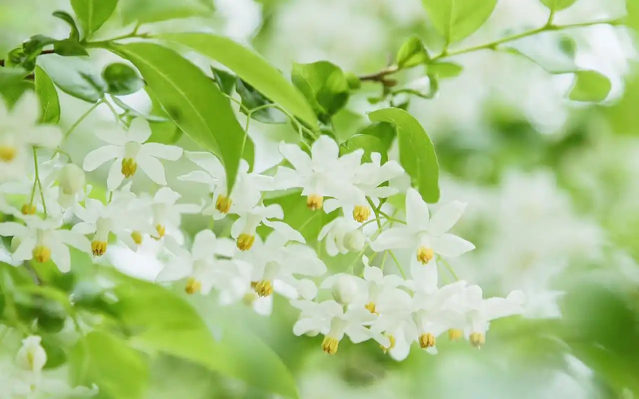 白花绿叶唯美小清新摄影高清壁纸