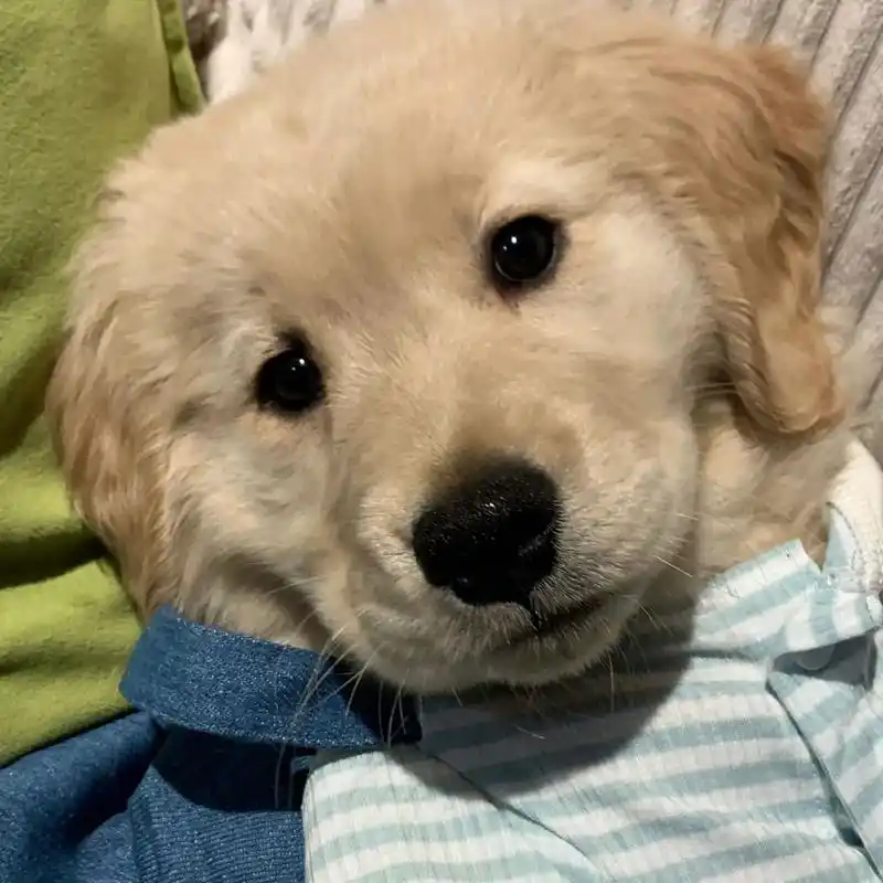 可爱小金毛头像来啦