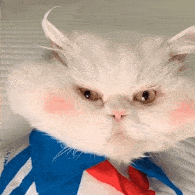 网红猫咪 | 大脸猫球球表情包 第七弹